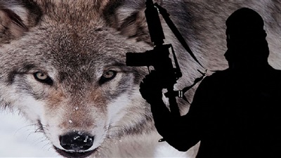 L’exemple des ‘Loups
